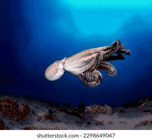 Magnificent giant octopus swimming in the depths of the sea near the bottom close-up