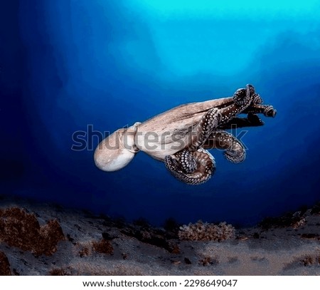 Magnificent giant octopus swimming in the depths of the sea near the bottom close-up