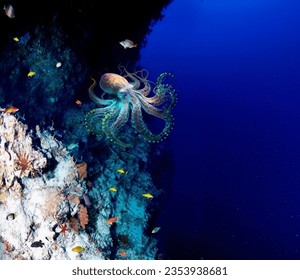 Magnificent giant Pacific octopus between the crevices of underwater rocks close-up