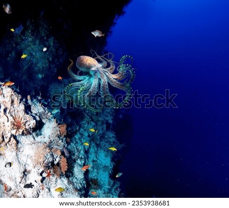 Magnificent giant Pacific octopus between the crevices of underwater rocks close-up