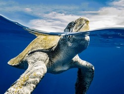 A Magnificent Giant Sea Turtle Stuck Its Head Out Of The Sea Abyss To The Surface In Close-up