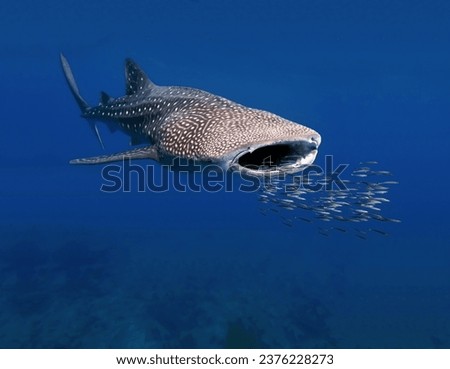 Magnificent giant whale shark with an open mouth preys on small fish close-up