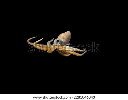 Magnificent golden deep-sea octopus with huge eyes and long tentacles on a dark background
