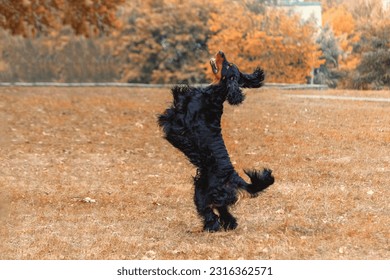 Magnificent Gordon setter dog fun playing and jumping on the autumn background