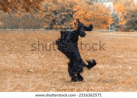 Magnificent Gordon setter dog fun playing and jumping on the autumn background