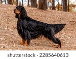 Magnificent Gordon Setter hunting dog standing in the  in the autumn forest