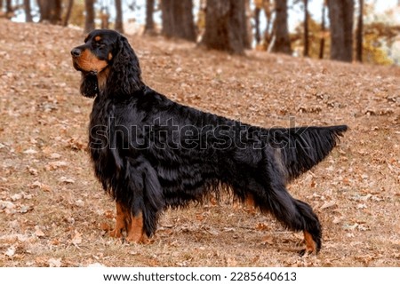 Magnificent Gordon Setter hunting dog standing in the  in the autumn forest