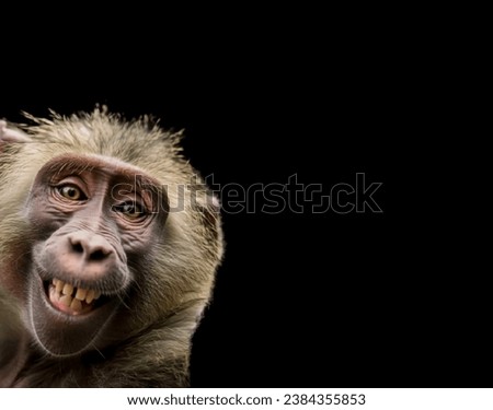A magnificent gray monkey is very contagiously smiling happily with his mouth wide open close-up