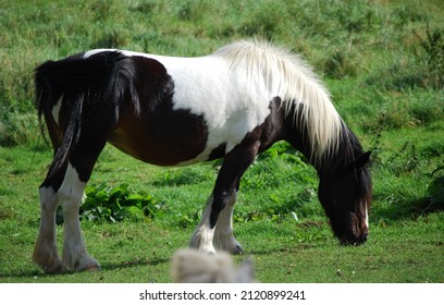 3,620 Magnificent horse Images, Stock Photos & Vectors | Shutterstock