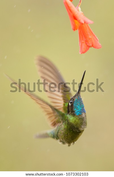 Magnificent\
Hummingbird - Eugenes fulgens, beautiful colorful  hummingbird from\
Central America forests, Costa\
Rica.