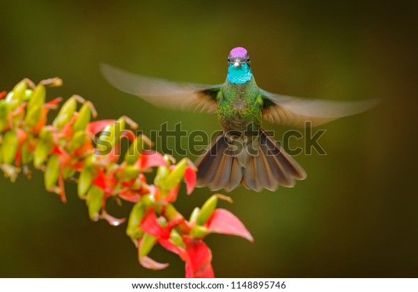 Magnificent Hummingbird, Eugenes fulgens, flying\
next to beautiful red green flower with, Savegre, Costa Rica.\
Wildlife scene from tropic nature, bird feeding behaviour in the\
mountain forest.