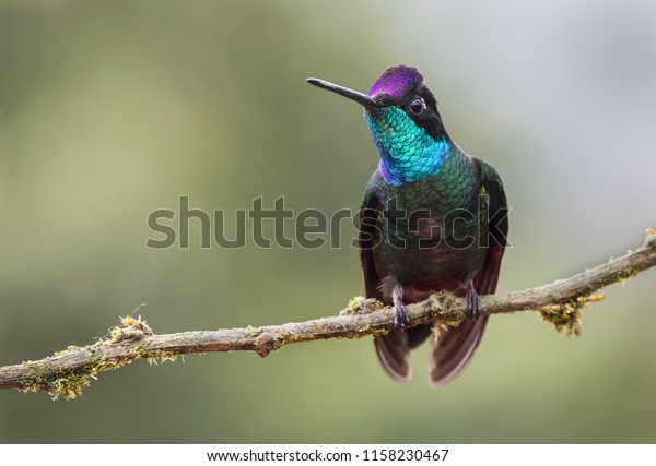 A\
magnificent hummingbird photographed in Costa\
Rica