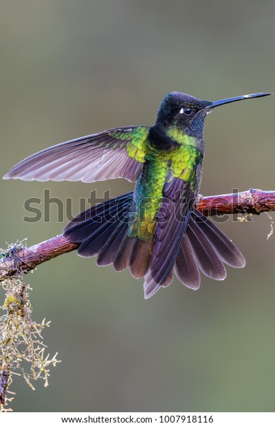 Magnificent hummingbird sitting on a\
mossy branch in the rain in the cloud forest of Costa\
Rica