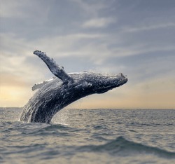 A Magnificent Humpback Whale Jumps Out Of The Blue Water In The Golden Sunset Rays Close-up