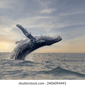Una magnífica ballena jorobada salta del agua azul en el atardecer dorado de los rayos de sol