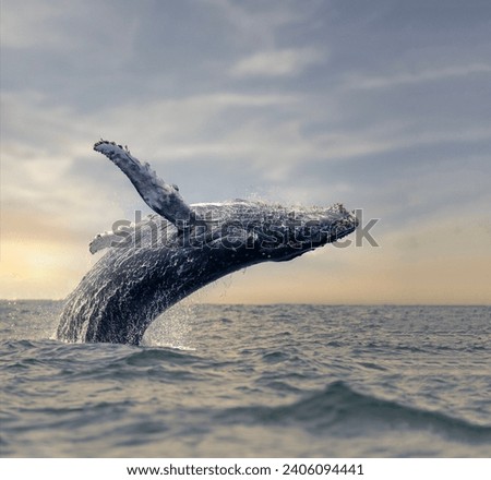 A magnificent humpback whale jumps out of the blue water in the golden sunset rays close-up