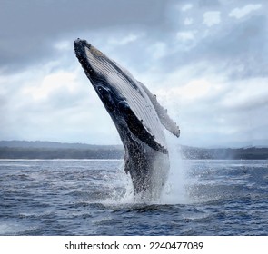 A magnificent humpback whale in an upright position with splashes jumped to the surface close-up