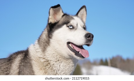 Magnificent huskies and sled dogs waiting in winter