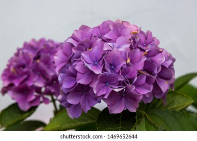 Magnificent inflorescence hydrangea garden. Beautiful hortensia flowers. - Shutterstock ID 1469652644