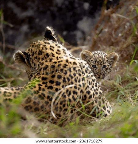 A magnificent jaguar cub looks out from the back of his mother sitting in a thicket of grass