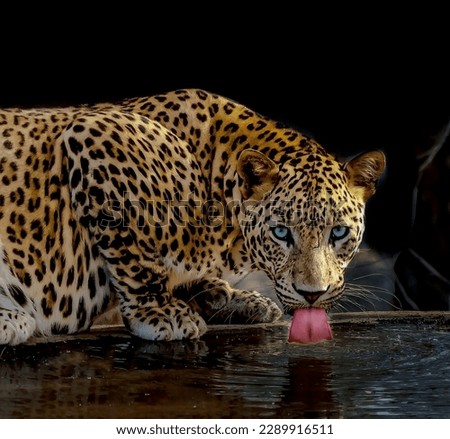 A magnificent jaguar leopard with clear blue eyes with an elongated tongue drinks water close-up