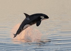 A Magnificent Killer Whale Jumped Above The Surface Of The Water In Pink Drops Of Spray From The Sunset Rays Of The Sun