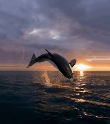 A Magnificent Killer Whale Jumped Out Of The Water Against The Background Of A Bright Sunset Close-up