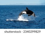 A magnificent killer whale jumping in drops of spray over the blue sea surface close-up