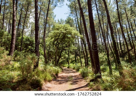 magnificent landscapes of the Landes forests in the south west of France