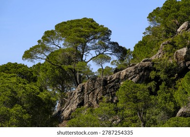A magnificent large pine tree standing tall on top of a jagged rock cliff against a bright blue sky.