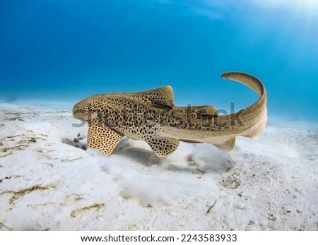 A magnificent leopard shark swims at a depth touching the sandy bottom with its lateral fin