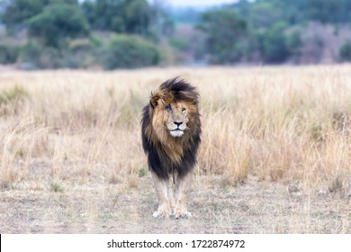 Lion King Scar High Res Stock Images Shutterstock