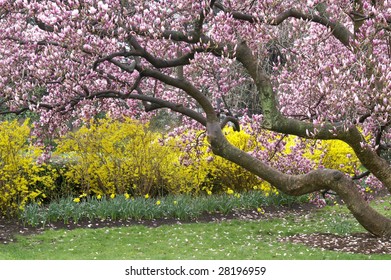Magnificent Magnolia Tree in Spring Horizontal