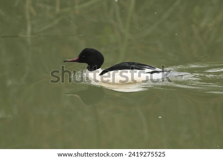 A magnificent male Goosander, Mergus merganser, swimming on a river. It has been diving down under the water catching fish.
