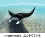 Magnificent manta ray sea devil swims at the level of the sea sandy bottom close-up