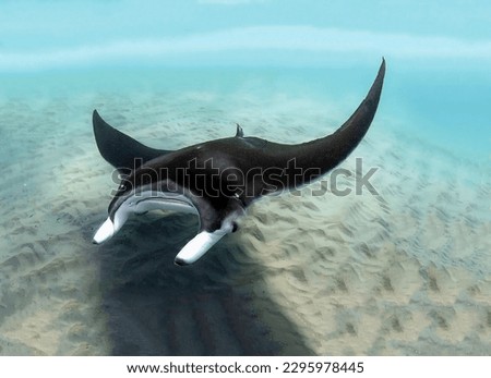 Magnificent manta ray sea devil swims at the level of the sea sandy bottom close-up