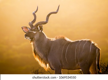 Kudu 图片 库存照片和矢量图 Shutterstock