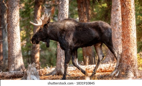 Magnificent Moose Walking Through An Idaho Forest