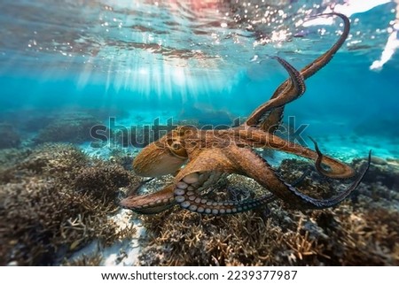 Magnificent octopus on the seabed with bright penetrating rays of the sun through the water column
