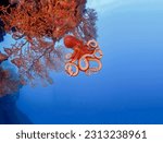 Magnificent octopus swimming beautifully to the red coral reef close-up