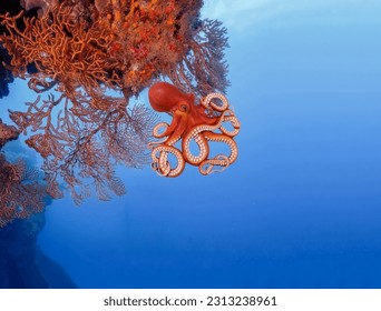 Magnificent octopus swimming beautifully to the red coral reef close-up
