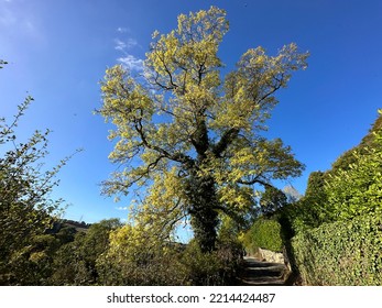 Magnificent Old Tree, Set Against A Blue Sky On, Wood Bottom Lane, Brighouse, UK