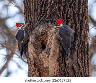 A magnificent pair of red-headed woodpeckers are sitting on a tree trunk with a large natural hollow