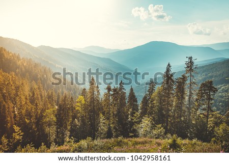 Magnificent panoramic view the coniferous forest on the mighty Carpathians Mountains and beautiful blue sky background. Beauty of wild virgin Ukrainian nature. Peacefulness.