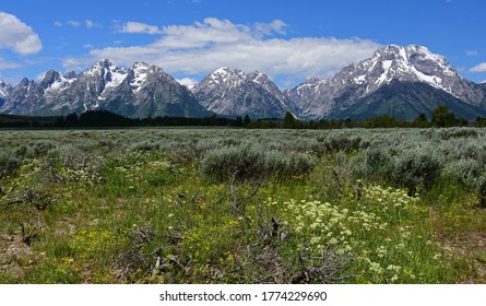 the magnificent peaks of the grand teton mountain range with summer wildflowers on a sunny day in grand teton national park, wyoming