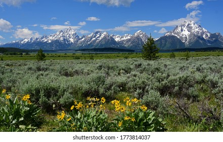 the magnificent peaks mount moran and the grand teton range with  pretty yellow sunflowers in a field of sage brush in grand teton national park, wyoming