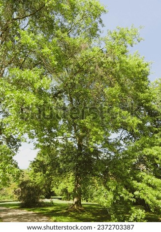 Magnificent  Pin oak or swamp oak (Quercus palustris) with dense glossy green foliage standing high in the sky as ornamental tree in a park in summer