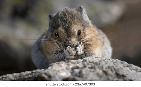 A magnificent pischukha steppe rodent a mammal from the family of hares, as if in amazement, prettily pressed her paws covering her mouth close-up - Shutterstock ID 2367497393