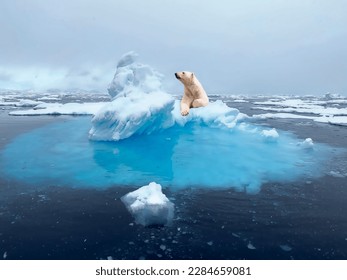 Un oso polar magnífico trepó orgullosamente a una nieve derritida