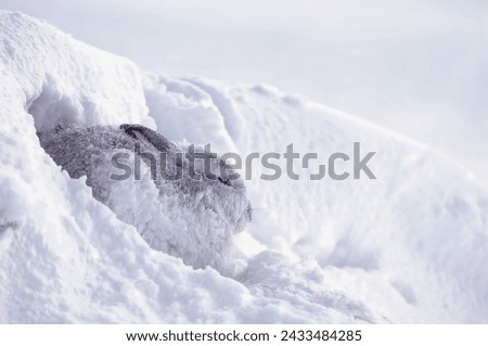A magnificent polar hare in a snow shelter hides from the inclement weather
